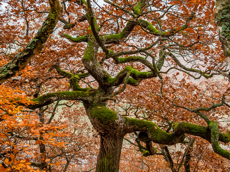 Gnarly oak at the Edersee | © www.martin-liebermann.de