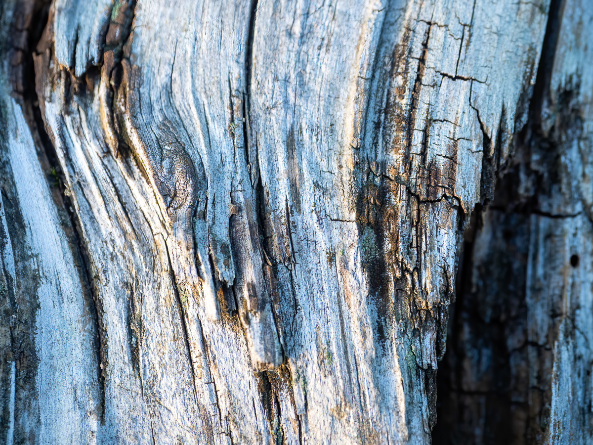 Decaying Wood | © www.martin-liebermann.de 