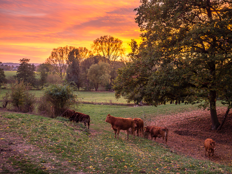 Rinder auf der Weide bei Sonnenuntergang